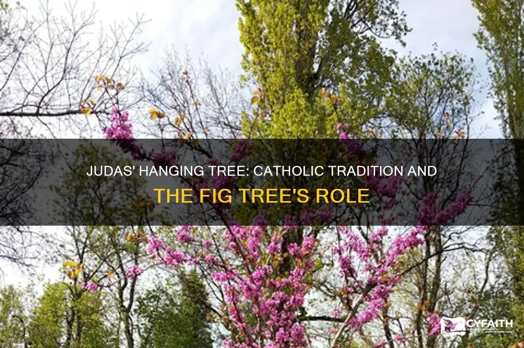 what kind of tree did judas hang from catholic