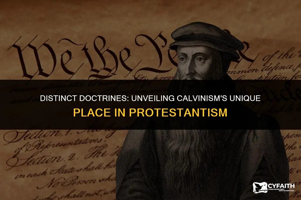 what makes calvanism so different from other protestant faoths