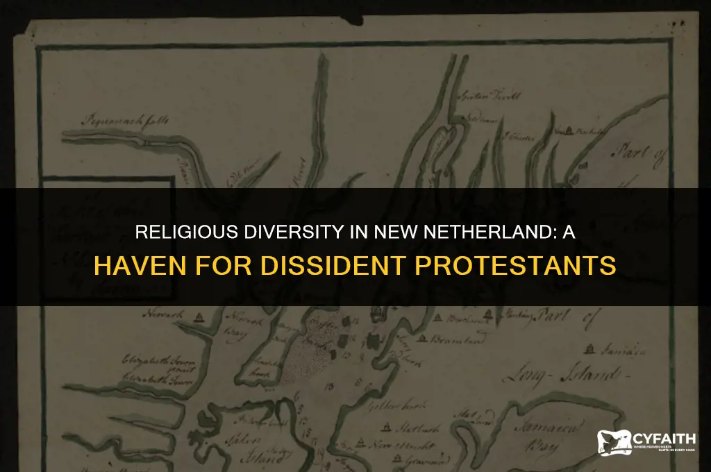 what percent of new netherland colonists were dissident protestant