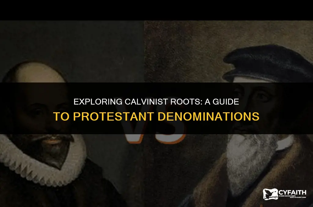 what protestant denominations are calvinist