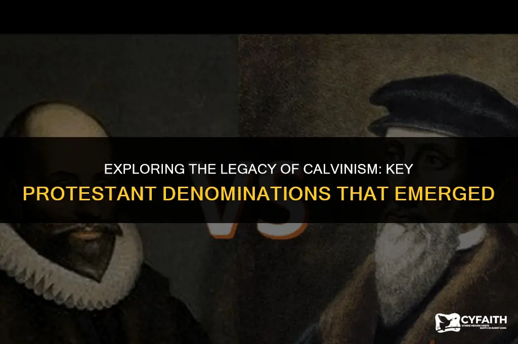 what protestant denominations grew out of calvanism