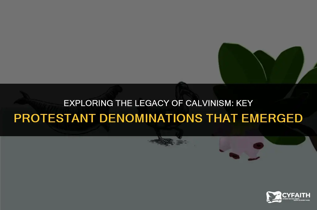 what protestant denominations grew out of calvinism