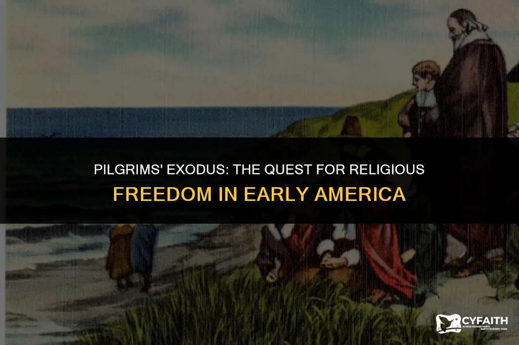 what protestant gourp left england due to being persecuted