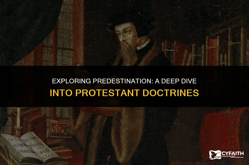 what protestant leader preached about predestination