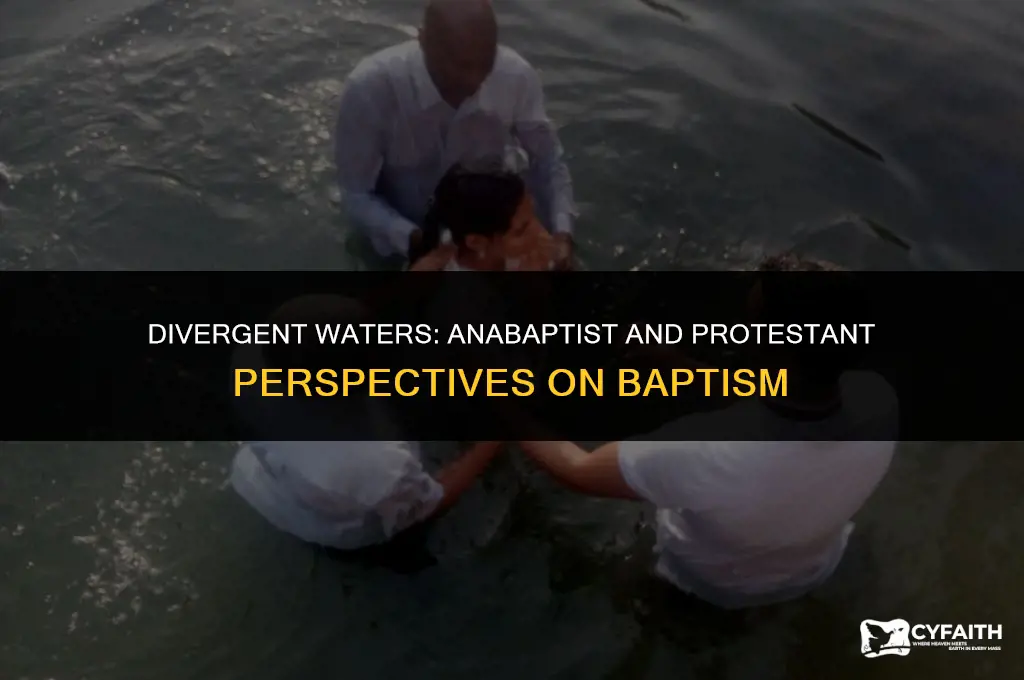 what was different between anabaptist and protestant views on baptism