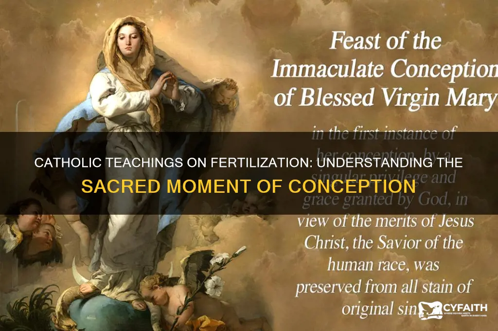 when does fertilization occur catholic