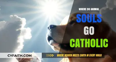Catholic Perspective: The Eternal Journey of Animal Souls After Death