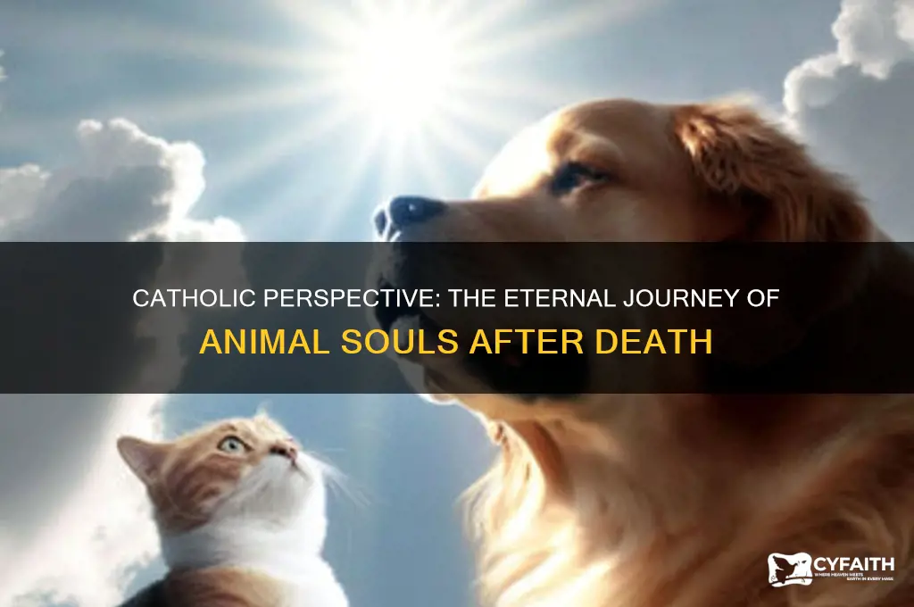 where do animal souls go catholic