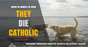 Catholic Perspectives on Animal Afterlife: Where Do They Go?