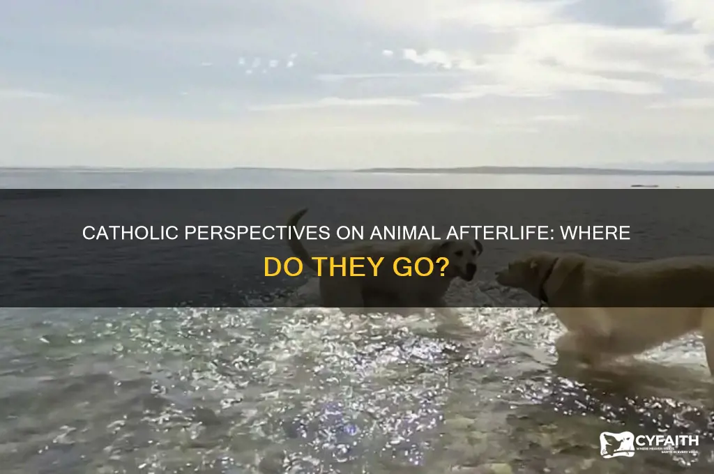 where do animals go when they die catholic