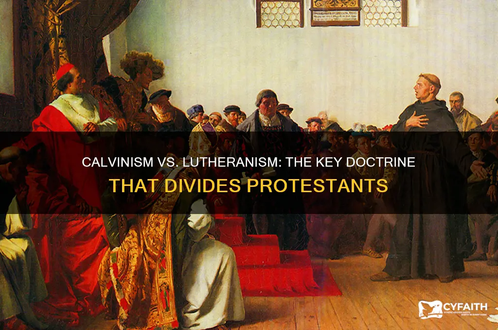 which idea differentiates the protestant doctrines of calvinism and lutheranism