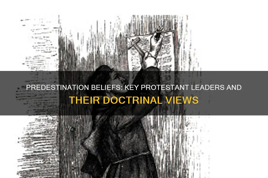 which protestant leader believe in predestination
