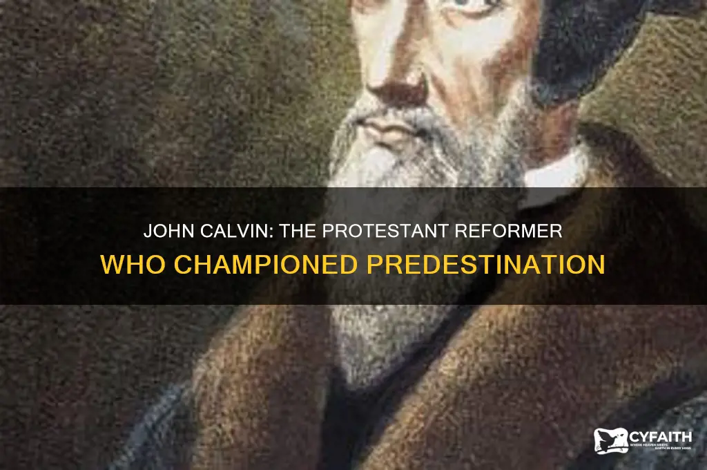 which protestant reformer preached the doctrine of predestination