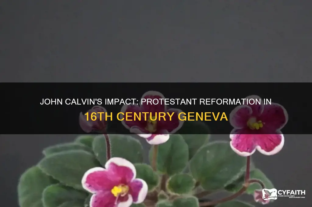 who brought protestant reform to 16th century geneva