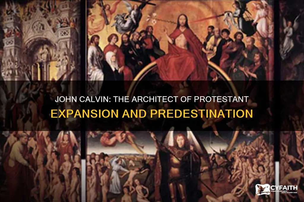 who expanded the protestant movement and believed in predestination