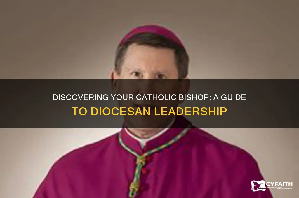 who is my bishop catholic