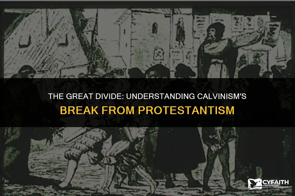 why did calvinism split from protestant