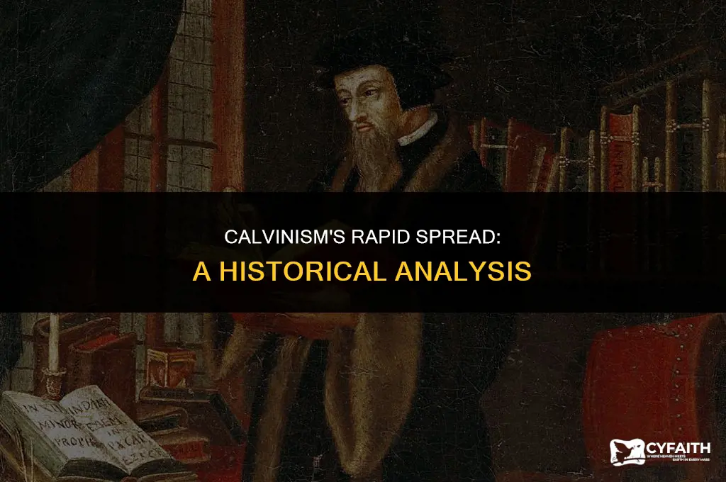 why did calvinism spread more rapidly than the lutheran religion
