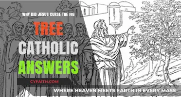 Why Did Jesus Curse the Fig Tree? Catholic Insights Explained