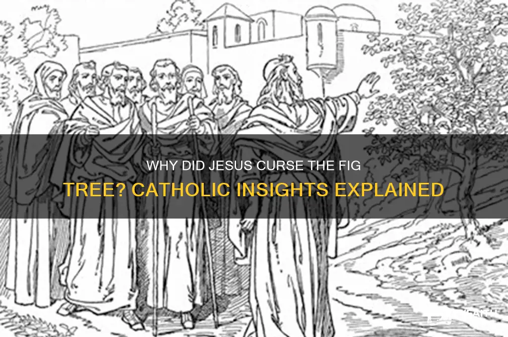 why did jesus curse the fig tree catholic answers
