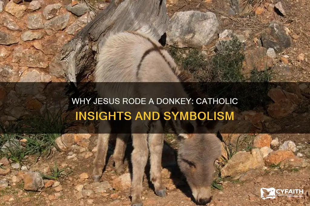 why did jesus ride a donkey catholic