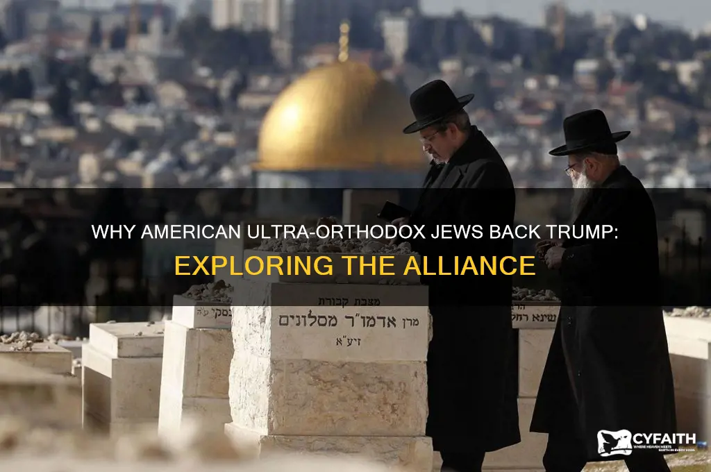 why do american ultra orthodox jews support trum