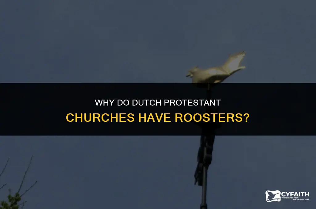 why do dutch protestant churches have roosters
