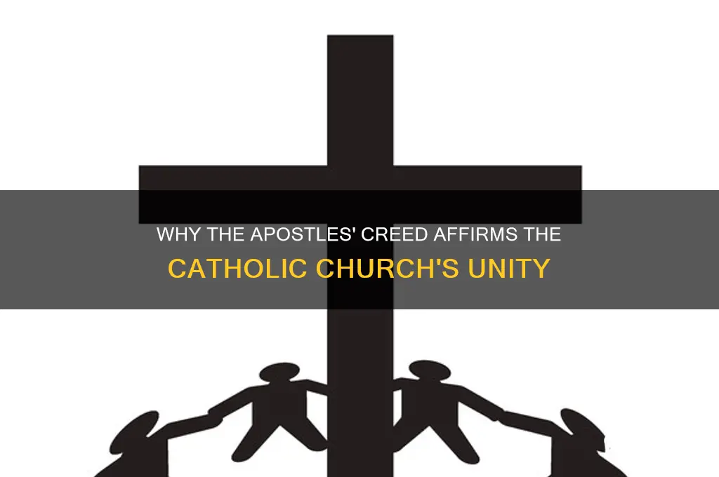 why does the apostles creed say catholic