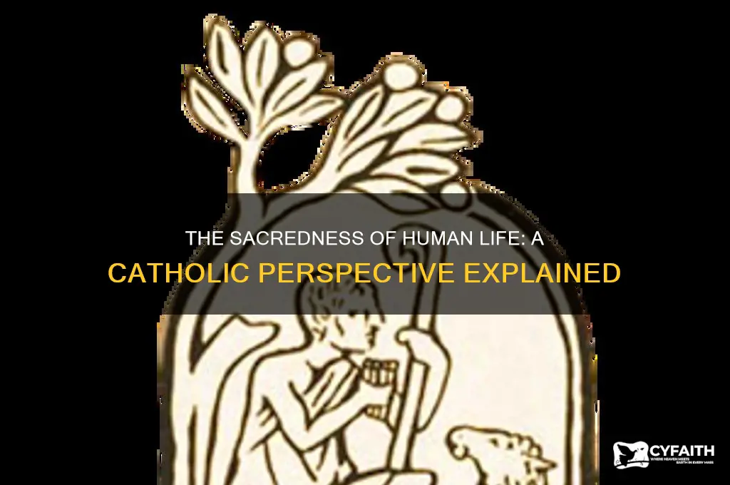 why is human life sacred catholic