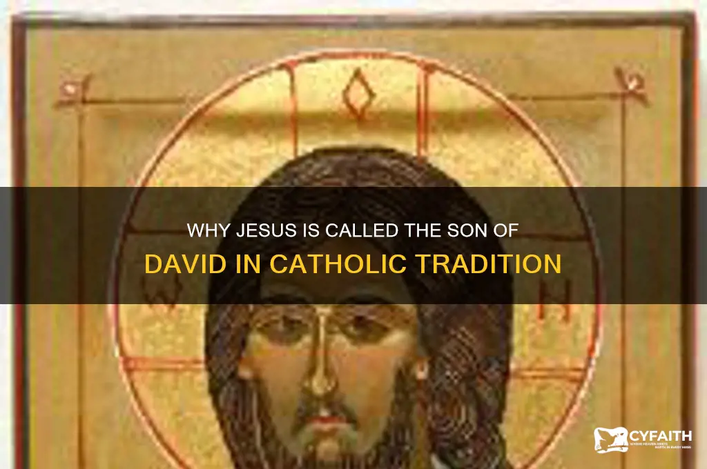 why is jesus called the son of david catholic