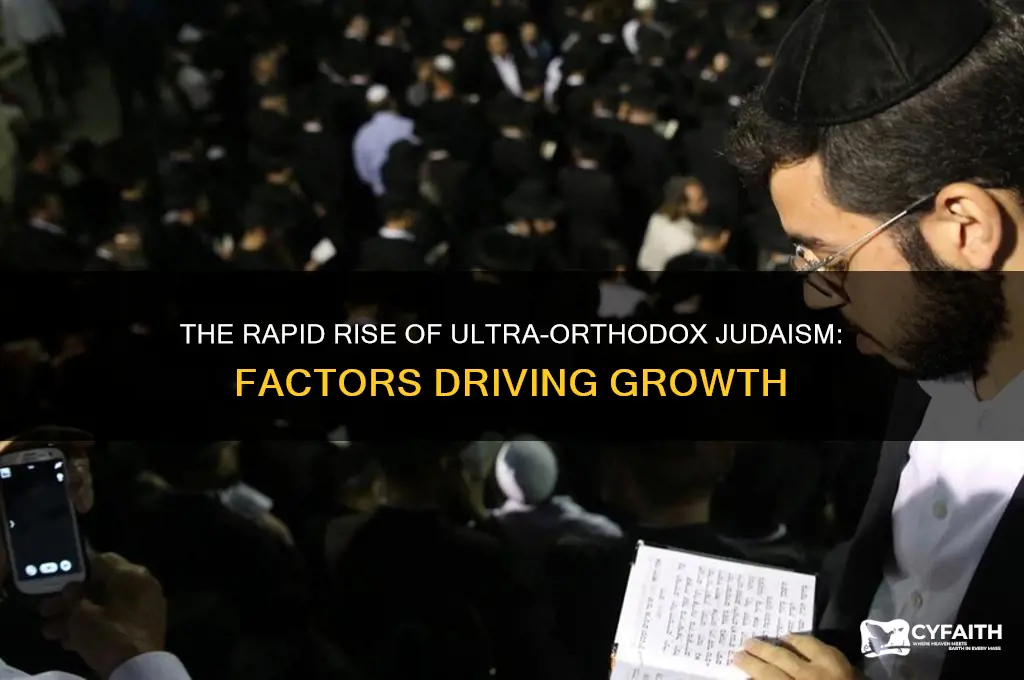 why is ultra orthodox judaism growing so fast
