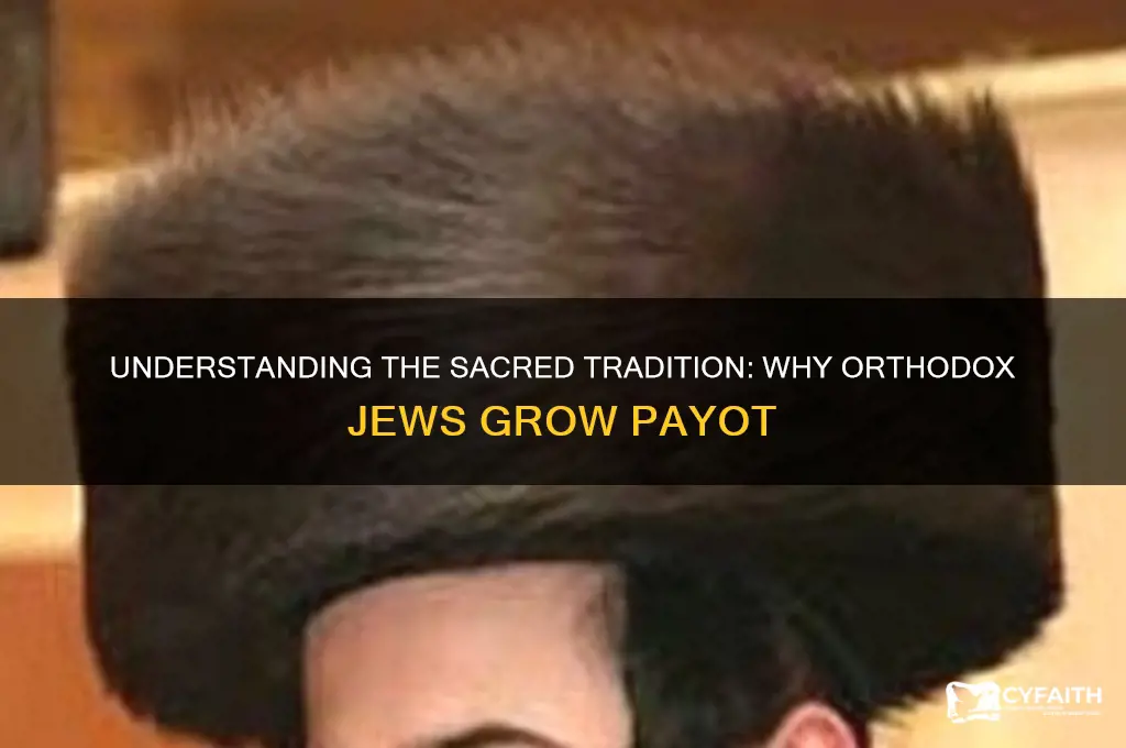 why orthodox jews have payot
