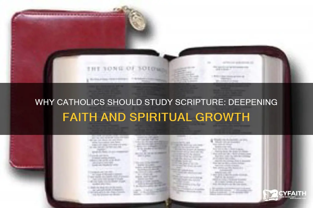 why should i study scripture as a catholic