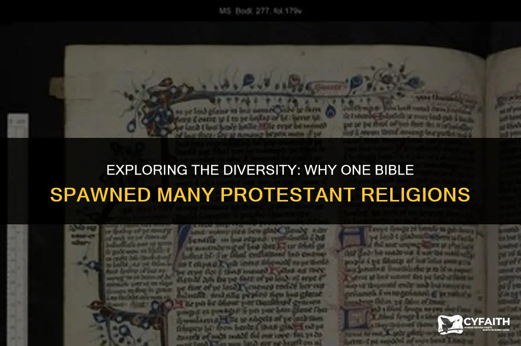 why so many protestant religions for one bible