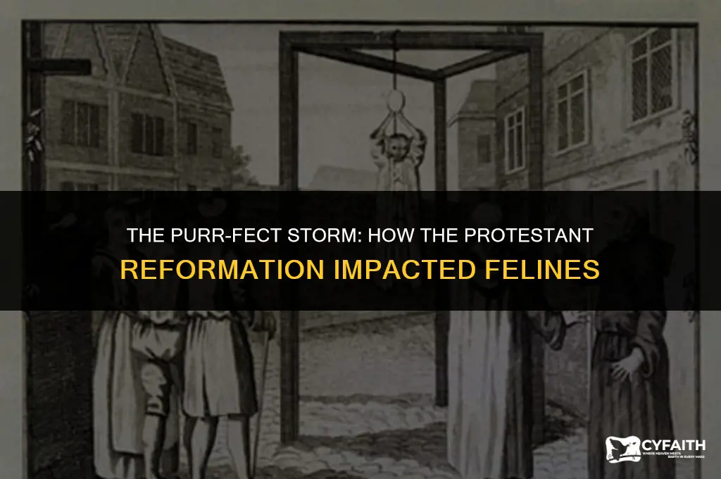 why was the protestant reformation bad for the cat