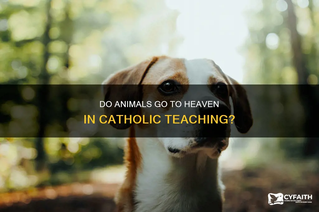 will animals go to heaven catholic