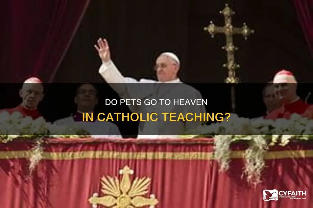will my pet go to heaven catholic