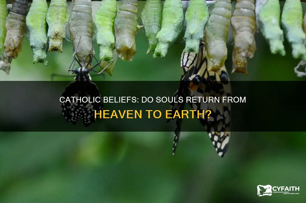 will our souls come back from heaven catholic